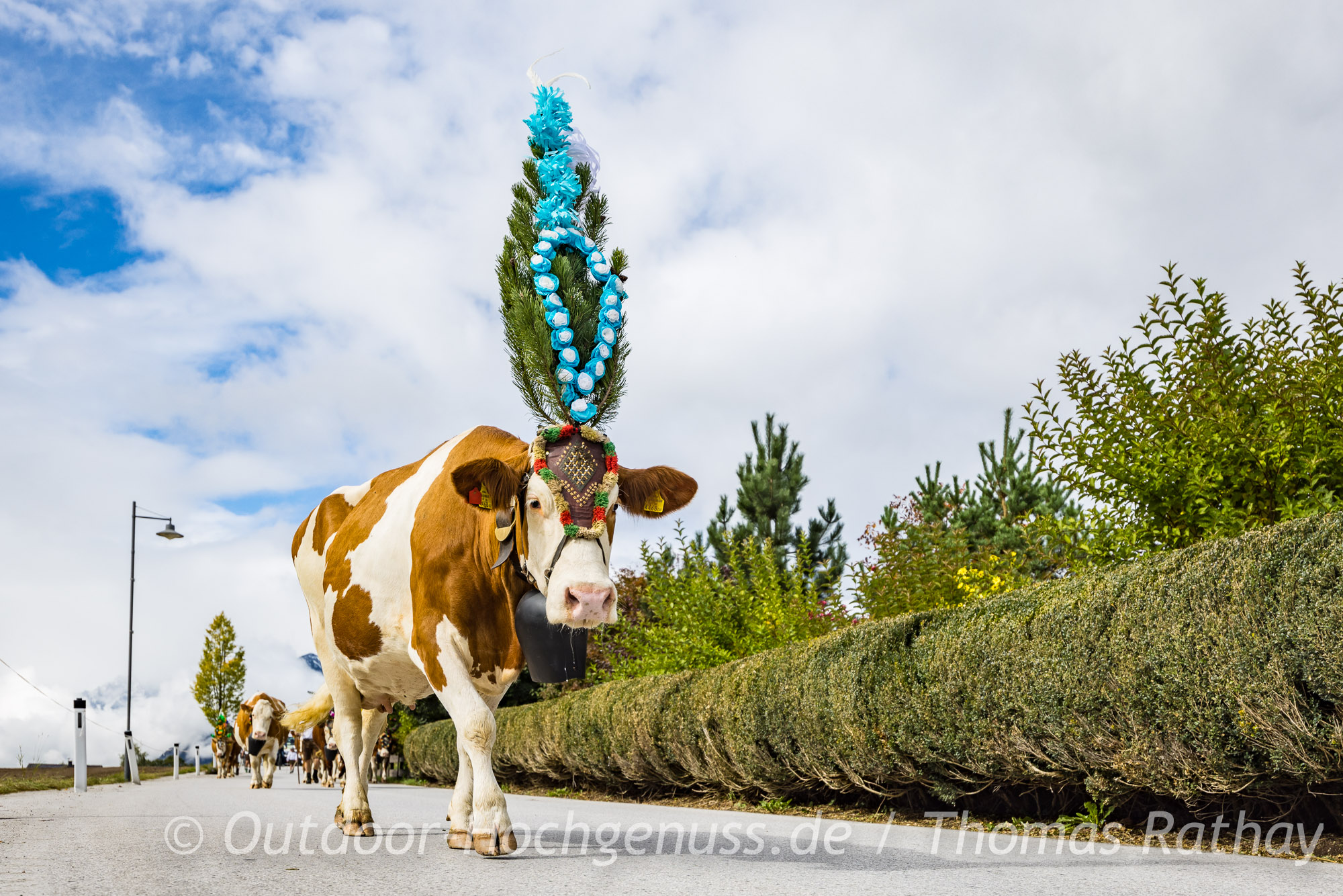 Geschmückte Kuh im Alpbachtal